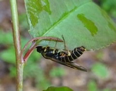 Strongylogaster multicincta