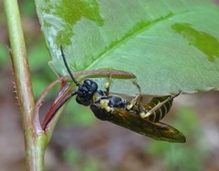 Strongylogaster multicincta