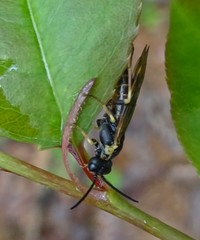 Strongylogaster multicincta