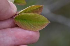 Amelanchier interior