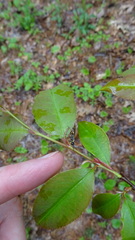 Strongylogaster multicincta