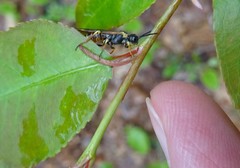 Strongylogaster multicincta