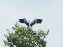 Leptoptilos javanicus