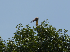 Leptoptilos javanicus