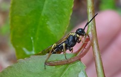 Strongylogaster multicincta