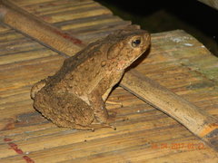Ingerophrynus biporcatus