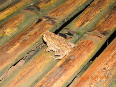 Ingerophrynus biporcatus
