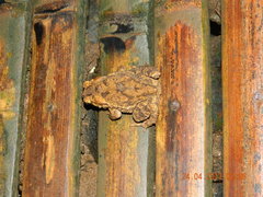 Ingerophrynus biporcatus