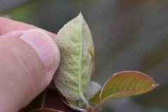 Amelanchier interior