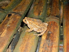 Ingerophrynus biporcatus