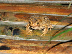 Ingerophrynus biporcatus