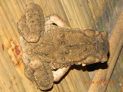 Ingerophrynus biporcatus