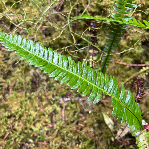 deer fern