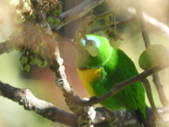 Chlorophonia occipitalis