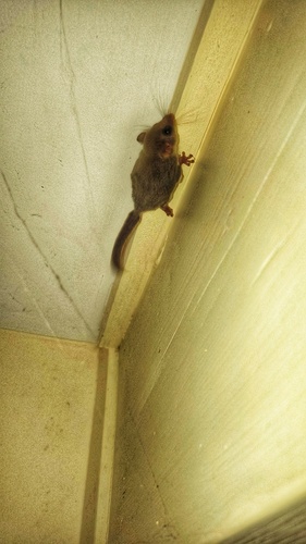 Acrobates pygmaeus observed 2026-10-06