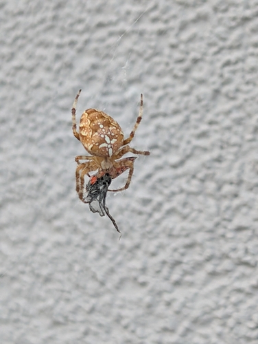 Cross Orbweaver