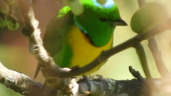 Chlorophonia occipitalis