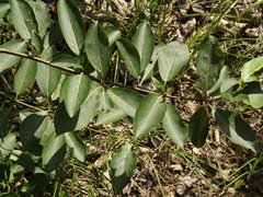 Populus suaveolens