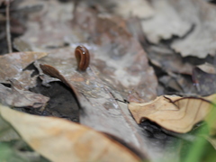 Haemadipsa interrupta