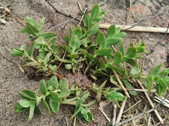 Hylotelephium maximum