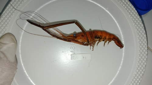 Macrobrachium lar observed 2026-10-08