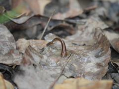 Haemadipsa interrupta