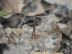 Haemadipsa interrupta