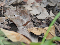 Haemadipsa interrupta
