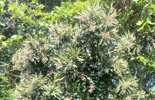 Protorhus longifolia, 2026-10-08