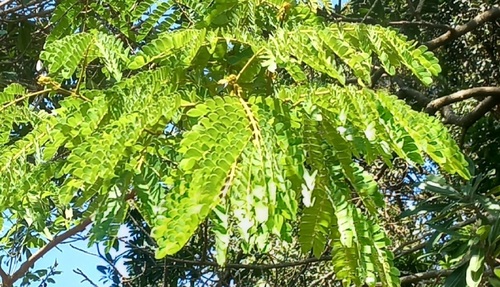 Albizia adianthifolia observed 2026-10-08