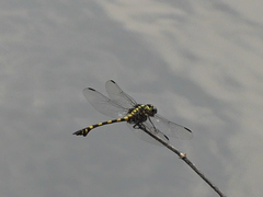 Ictinogomphus decoratus
