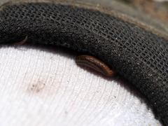 Haemadipsa interrupta