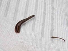 Haemadipsa interrupta