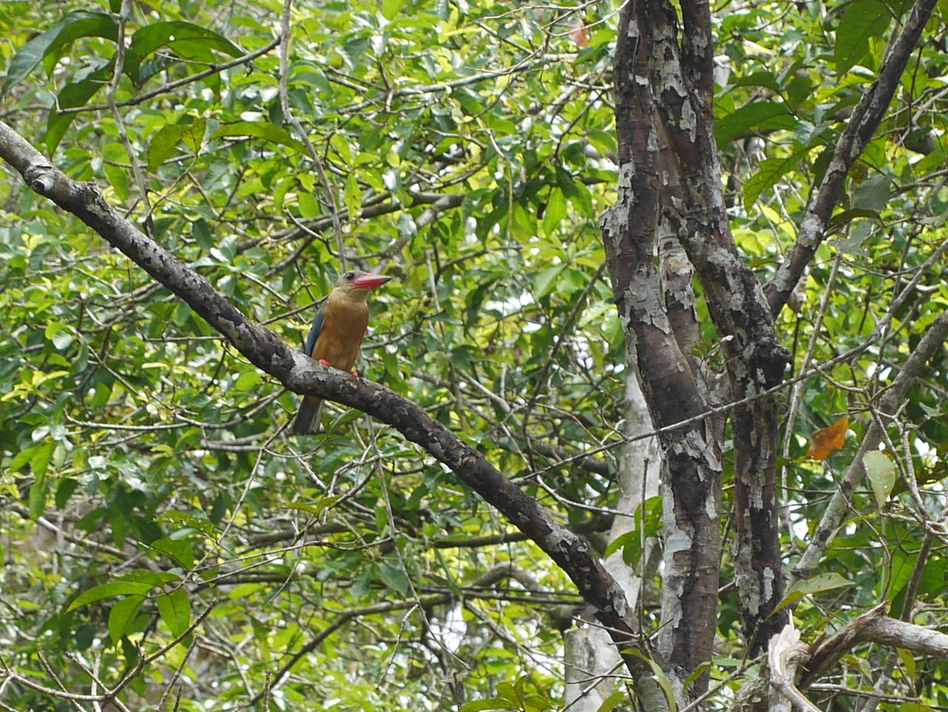Stork-billed Kingfisher