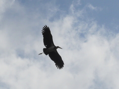 Leptoptilos javanicus