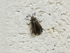 Polytomus