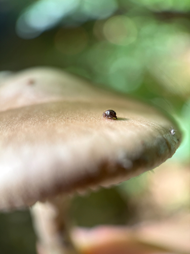 Allacma fusca