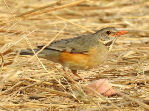 iNaturalist image