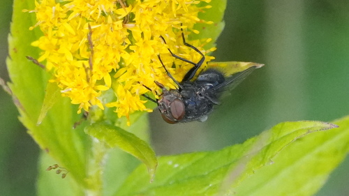 Calliphora vomitoria, 2026-10-07