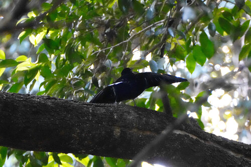 Ptiloris paradiseus observed 2026-09-21