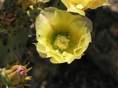 Opuntia discata
