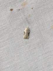 Acleris subnivana