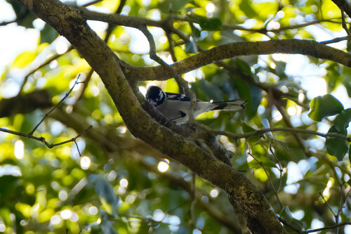 Carterornis leucotis, 2026-09-21