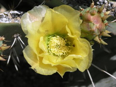 Opuntia discata