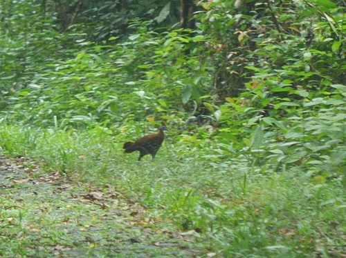 Lophura rufa