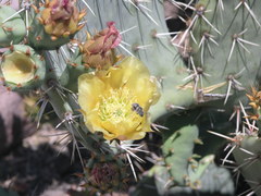 Opuntia discata
