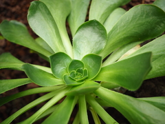Aeonium hierrense