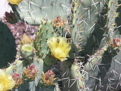 Opuntia discata