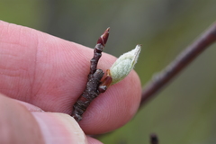 Amelanchier interior