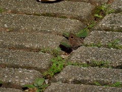 Ypthima horsfieldii humei